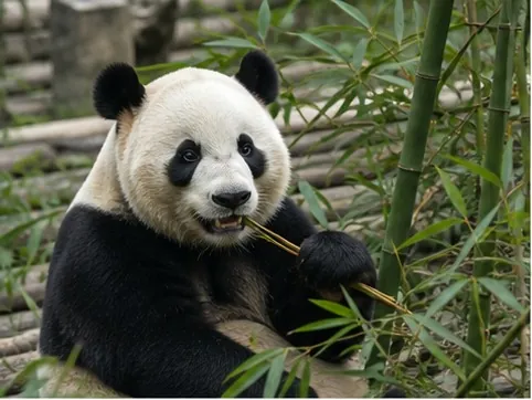 A giant panda at Chengdu Panda Base